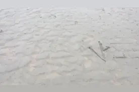 实拍黄河岸边的橡皮土，解释为何滩涂上陷坑越动陷的越深
