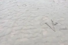 实拍黄河岸边的橡皮土，解释为何滩涂上陷坑越动陷的越深视频封面