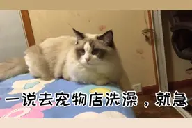 我家猫咪就不爱去宠物店洗澡，给它找个小姐姐洗，也嫌人家粗鲁视频封面