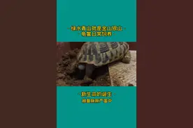 赫曼陆龟产卵视频封面