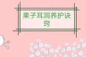 果子的耳洞总发炎，今天就来分享一下平常的耳洞清理以及养护视频封面