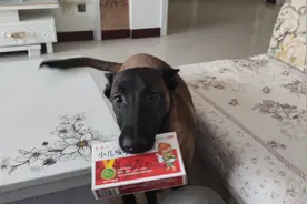 马犬狗狗碳头看到主人感冒，帮主人拿来感冒药