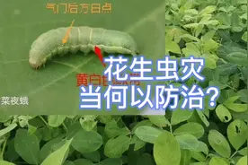 解决肆无忌惮的花生害虫，只有坚持这两个杀虫原则，才能高效彻底视频封面