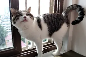 猫咪跳窗上望风，被主人唠叨个不停，转身过来:好吧！示弱也可爱