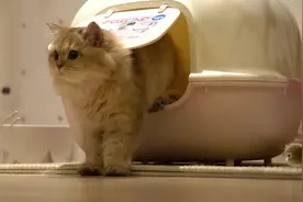 金渐层麻糬上完厕所忘埋猫砂，回头随便刨了刨，你这是敷衍谁啊？