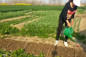 河南农村菜园一些早春蔬菜的种植技巧，看看都有哪些种植方法。视频封面