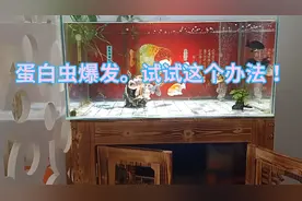 鱼缸蛋白虫爆发，顽固难消灭，别急，一根铜芯电线一夜给你解决