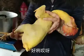 杀鸡不用担心细毛不好拔，简单方法告诉你，一分钟搞定视频封面