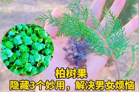 晒干的柏树果，没想到价值这么高，隐藏3个厉害妙用！视频封面