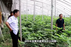 无花果千万不能娇生惯养，否则只长叶子不结果，偷偷告诉你怎么种视频封面