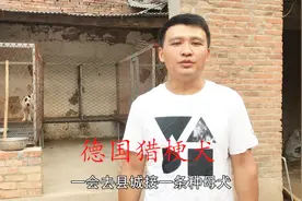 世界上最小的打猎犬，德国猎梗犬，体重在8公斤左右！