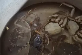 煮螃蟹你是冷水下锅，还是热水下锅煮！视频封面