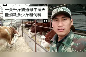 东北养牛大伟，你知道一头千斤西门塔尔母牛每天能消耗多少草料吗