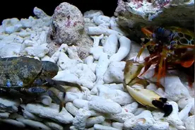 世界上最猛的虾，人称海底“平头哥”，一拳打断螃蟹大钳子视频封面