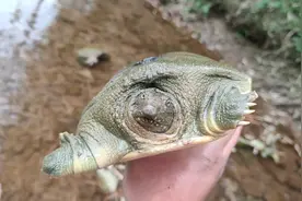 小河支流抓甲鱼，教你如何寻找，看看都过瘾视频封面