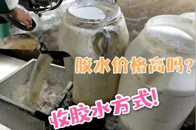 目睹收胶方式全过程，是喜还是忧呢？猜猜胶农一天收获能赚到多少