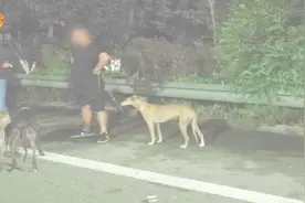 两车载7人和5条猎犬去打野兔，俩司机一个酒驾一个无证驾驶！视频封面