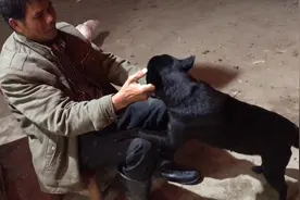 爸爸养的中华田园犬，总是喜欢靠近主人，乖巧听话，好可爱。视频封面