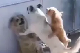 爸爸你不要再打妈妈了...