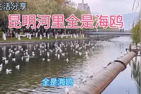 昆明河里几千只海鸥，海鸥为什么不在海里 河里会这么多视频封面