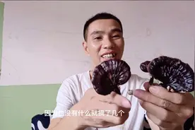 野生灵芝和人工种植的灵芝，有什么不同之处，看看吧？