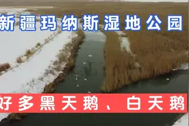 驱车100多公里前往新疆玛纳斯湿地公园看天鹅，最后无人机帮了我视频封面