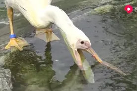 这就是你被列为保护动物的原因