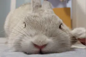 喜欢被摸头的小兔兔，怎么摸都不会跑，舒服到磨牙