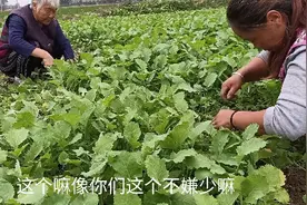 70多岁老奶奶打工，工作强度大年轻人都受不了，挣几十块钱很满足视频封面