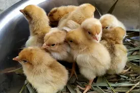 20天记录母鸡孵蛋过程，看看刚孵出来的小鸡是啥样的？萌化了视频封面