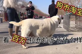 今天上狗市看见巨型拉布拉多200多斤，不可思议个人养的得起吗视频封面