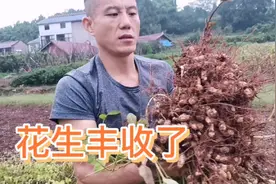 用这种方法采摘花生，大叔一天能收半亩地。