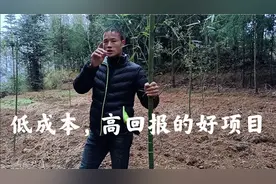 农村种植这种竹子，亩产纯利润可达15000元，市场售价70元一公斤视频封面