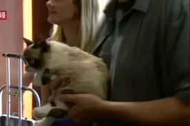 表情包不爽猫去世视频封面