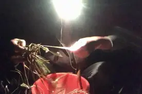 老顾发明的新式夜钓钩效果真不错，转场寻查竟遇两位不速之客视频封面