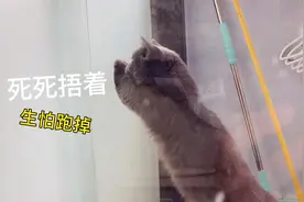猫咪抓苍蝇的速度，慢放都看不出，苍蝇是怎么死的