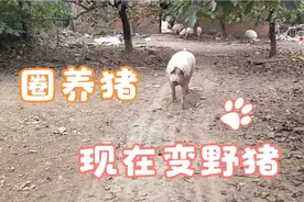 小猪阉割之后，失血过多，发烧，不吃食，小宋想办法用温水半流食视频封面