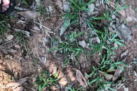 大家能看清楚这是什么吗？考验你的视力到了！！！