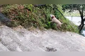 才养几天 小狗耳朵开始立起来了