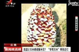 云南：高温让玉米晒成爆米花？ “草莓玉米”网络走红
