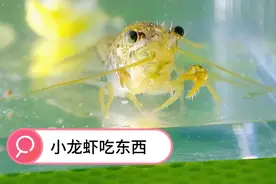 近距离看看小龙虾吃饭，这么多脚，是用哪只脚夹菜？视频封面