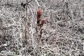 安徽省亳州市中药材之乡，让大家认识一下有哪些中药材视频封面