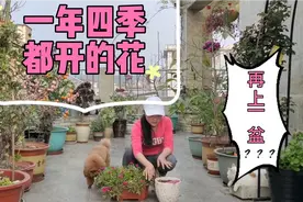 不怕寒冷不怕酷暑的竹节花一年四季都开放，这样好养的花再来一盆