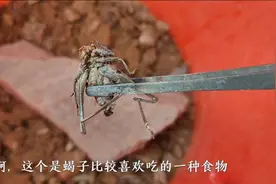 给上山逮的野蝎子搬家，准备养起来，用蚂蚱当食物，真是好方法