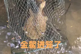 收笼子！找对位置，你也能抓到草黄色的靓甲鱼！视频封面