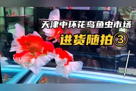 这么漂亮的泰狮你见过吗？
