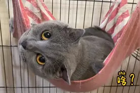 猫咪想在吊床睡觉，被主人弄烦了