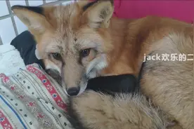 【狐狸】要亲亲要抱抱要举高高