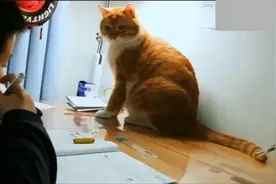 最牛猫咪作业监督官，这一巴掌火了！孩子崩溃妈，别打我视频封面