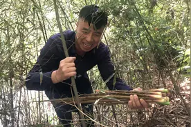 老郑一个多小时拔了两大桶水竹笋，身在农村，遍地天然绿色食材